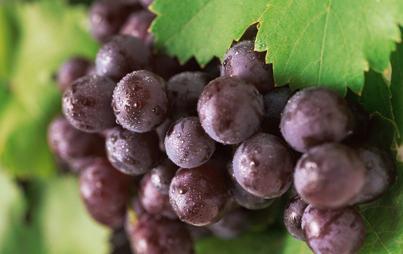 “葡萄美酒夜光杯”，敦煌陽關(guān)葡萄最甜美