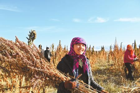 藜麥香飄新家園——天?？h易地扶貧搬遷工作掠影