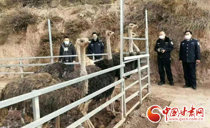 【甘肅全民戰(zhàn)“疫”】隴南宕昌：筑牢野生動(dòng)物疫源疫病監(jiān)測(cè)防控網(wǎng)