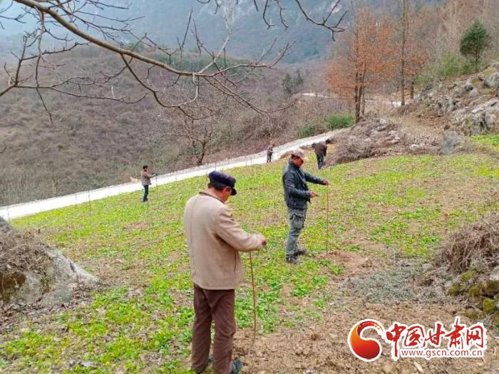 【甘肅全民戰(zhàn)“疫”】戰(zhàn)“疫”中，隴南稻坪的春天