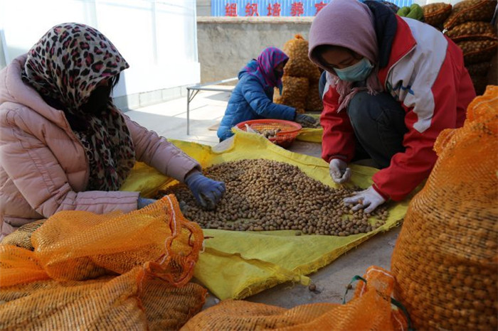 了不起！甘肅定西馬鈴薯良種出口7個國家