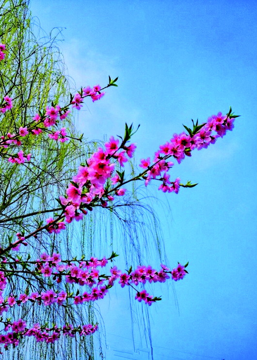 銅城桃花嫵媚綻放！君莫宅家辜負(fù)春光美景