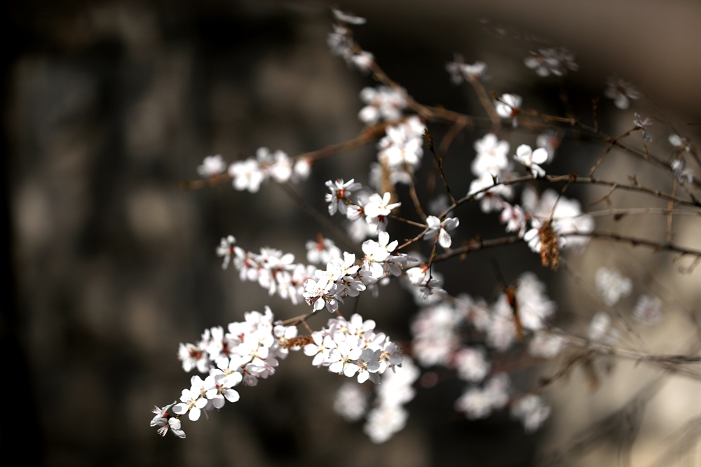 海報|花開隴原，甘肅這些景區(qū)正在復蘇！