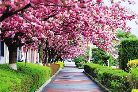 【印象隴原】去兩當(dāng)，與櫻花赴約