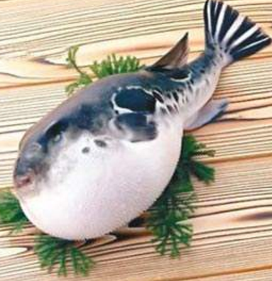 蘭州市市場監(jiān)督管理局發(fā)布通告禁止違法加工、經(jīng)營河豚魚