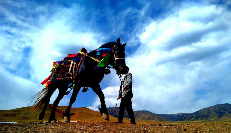 好消息！天祝被命名為“中國(guó)高原走馬之鄉(xiāng)”
