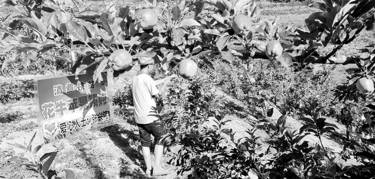 “于堡村果園”開張記——認購“一棵樹”，結出“致富果”