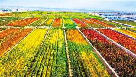 拉開架勢興產(chǎn)業(yè)——武威天?？h發(fā)展特色農(nóng)業(yè)綜述