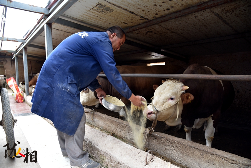【隴人相】脫貧路上的實干家——“?！比笋R占清
