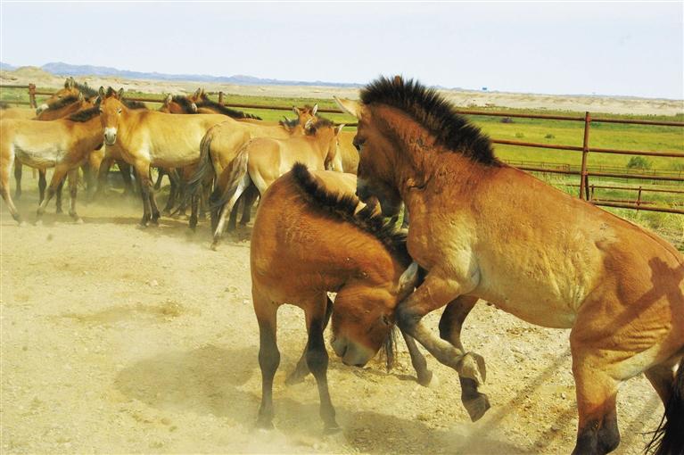 敦煌普氏野馬種群數(shù)量超過70匹