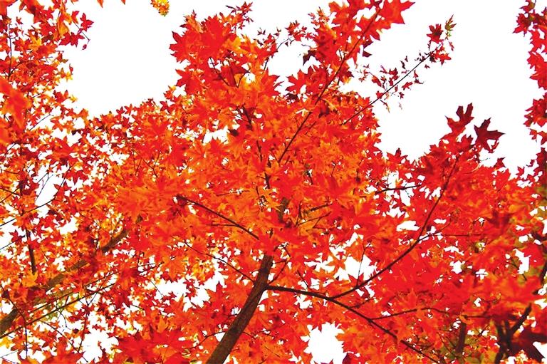 出彩啦！蘭州高校秋景驚艷來襲，快到秋日調(diào)色盤里pick你的母校