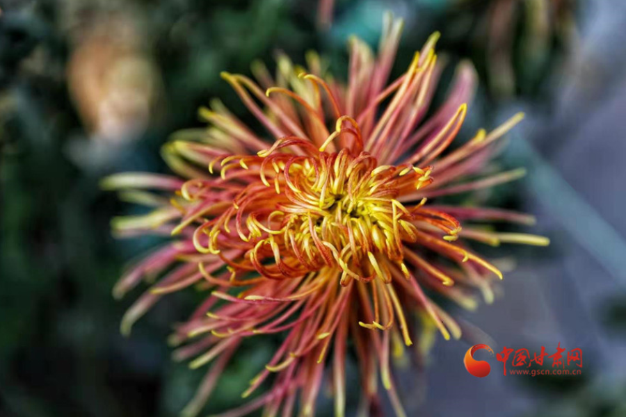 十五年，鍥而不舍終夢(mèng)圓——寫(xiě)在蘭州市入選全國(guó)文明城市之際