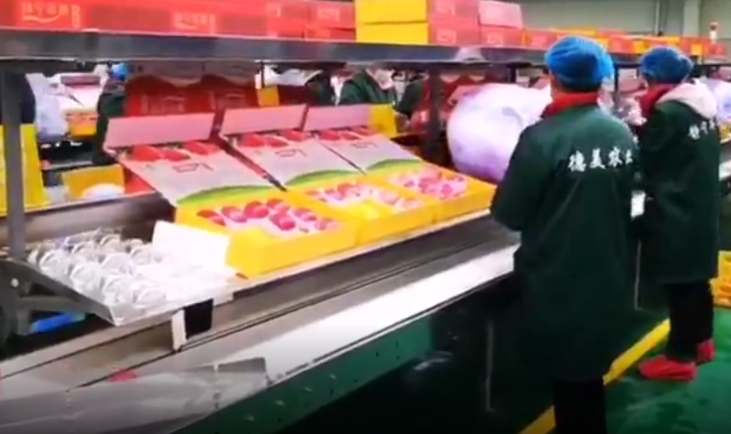 【獨(dú)家視頻】快訊丨甘肅省委副書記、代省長(zhǎng)任振鶴在靜寧縣調(diào)研蘋果產(chǎn)業(yè)發(fā)展