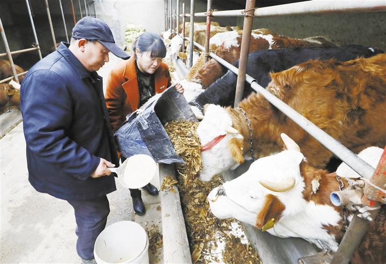 我和我的家鄉(xiāng)丨定西臨洮縣黨家墩村：“?！碑a(chǎn)業(yè)帶來“?！比兆?>
        </a><em>我和我的家鄉(xiāng)丨定西臨洮縣黨家墩村：“?！碑a(chǎn)業(yè)帶來“牛”日子</em></li>
    <li><a  target=