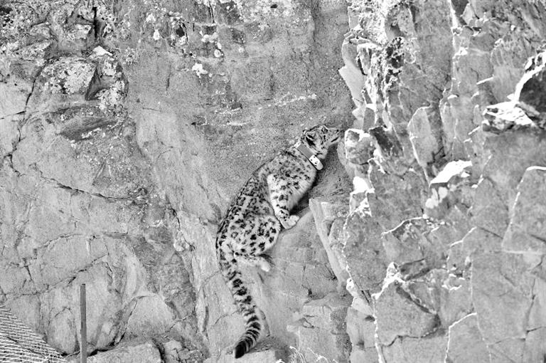 首例！肅北鹽池灣保護區(qū)一只雪豹被戴上定位項圈