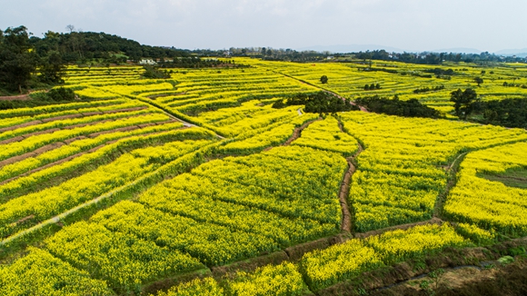 千余畝油菜花盛開。廖濤 攝