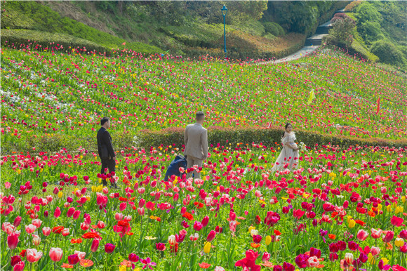 花海間，拍上一組美美的婚紗照。羅云希 攝
