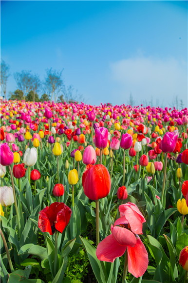 花的海洋。羅云希 攝
