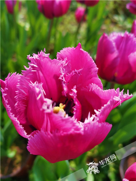 特色郁金香品種，花邊呈鋸齒狀。華龍網(wǎng)—新重慶客戶端記者 舒婷 攝