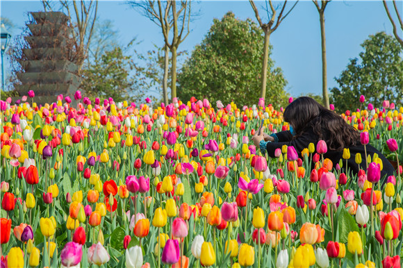 五顏六色郁金香花海。羅云希 攝