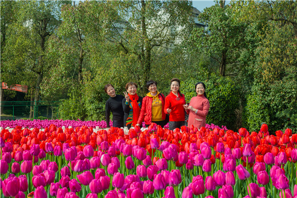 游客在郁金香花海里拍照打卡。羅云希 攝