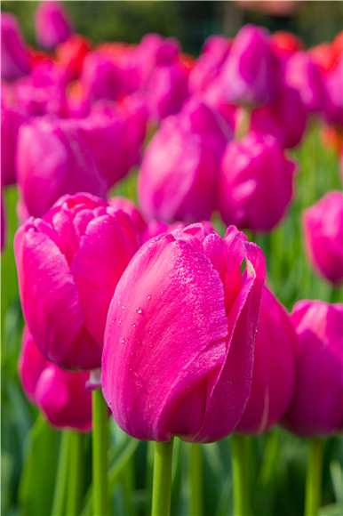 郁金香嬌艷欲滴。羅云希 攝