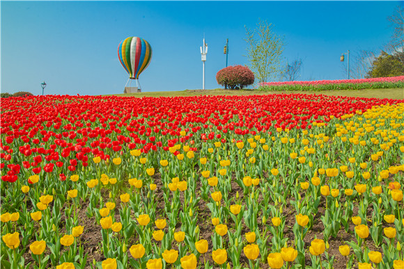 長(zhǎng)壽湖郁金香開(kāi)得正好。羅云希 攝