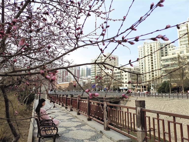 蘭州“第一朵花”開了！