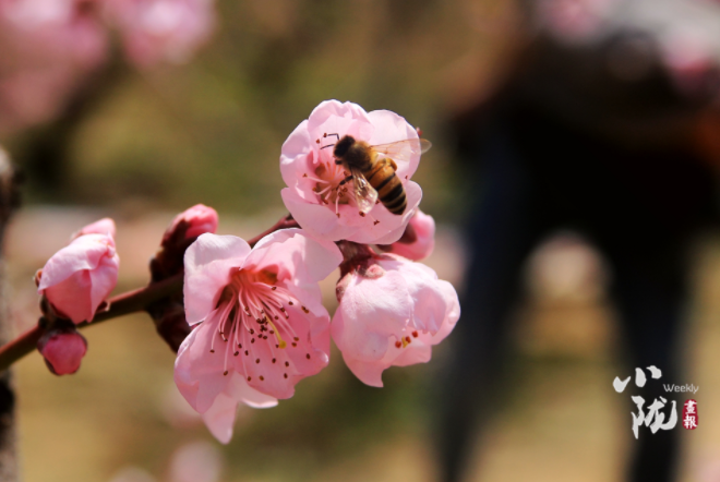 【小隴畫報(bào)·113期】最美人間四月天，灼灼桃花映秦安