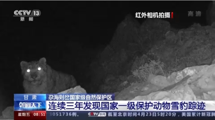 “大貓”出沒！甘肅尕海則岔保護(hù)區(qū)連續(xù)三年發(fā)現(xiàn)雪豹蹤跡