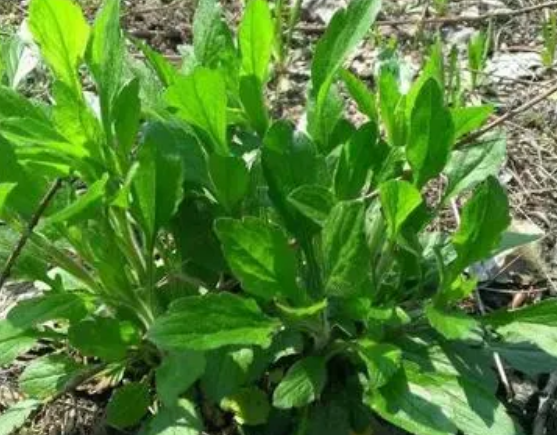 注意！路邊的野菜可不能亂采