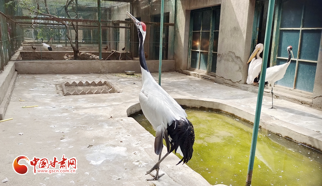 蘭州公安提醒市民：非緊急非必要，不出境