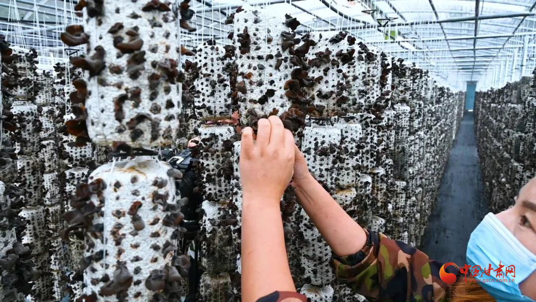 【小康圓夢(mèng)·看甘肅】漳縣：小菌棒敲開(kāi)“致富門”