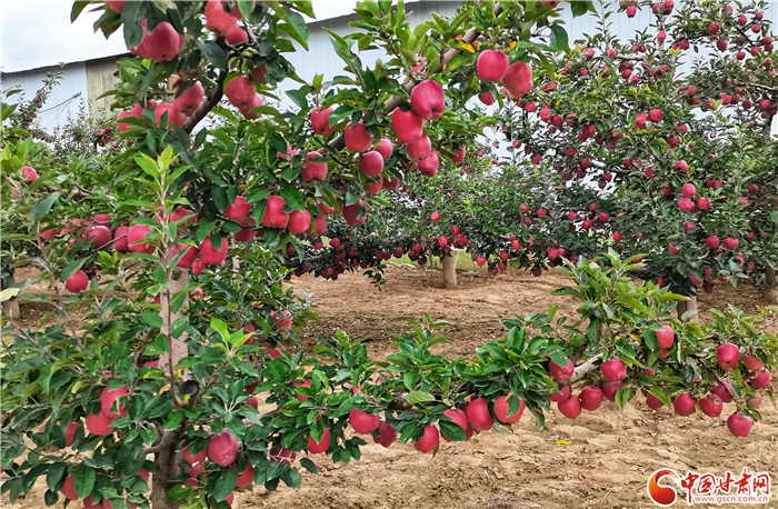 【小康圓夢(mèng)·看甘肅】禮縣蘋(píng)果 一張碩碩滿(mǎn)枝頭的“金名片”