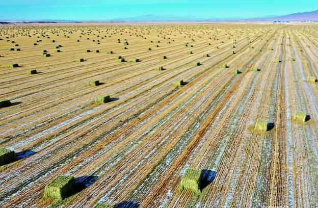 【“飛閱”中國】瞰！山丹馬場撒“青豆”