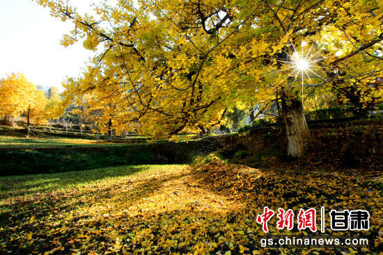 隴南徽縣銀杏樹最美的時候，當屬每年的10月至11月。圖為樹葉已染黃的銀杏樹。張承榮 攝