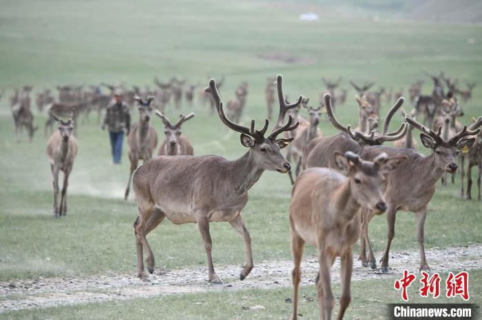 圖為肅南縣馬鹿養(yǎng)殖場內(nèi)的鹿群?！钇G敏 攝