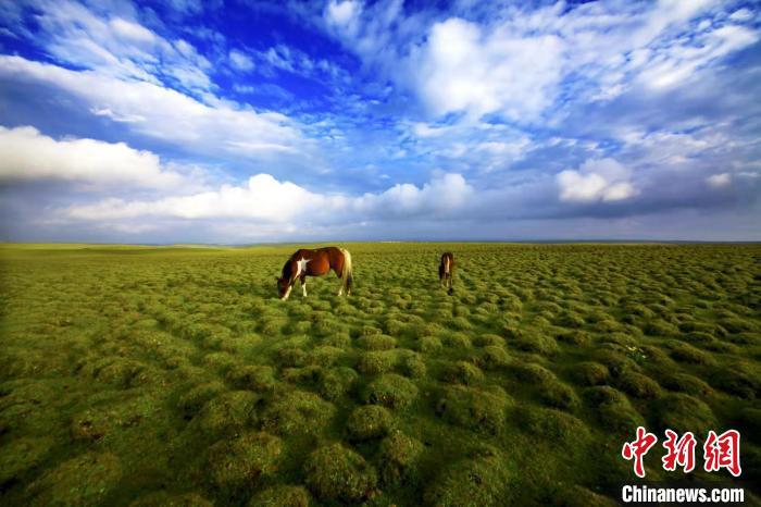 圖為甘肅甘南藏族自治州草原風(fēng)光。(資料圖) 艾慶龍 　攝