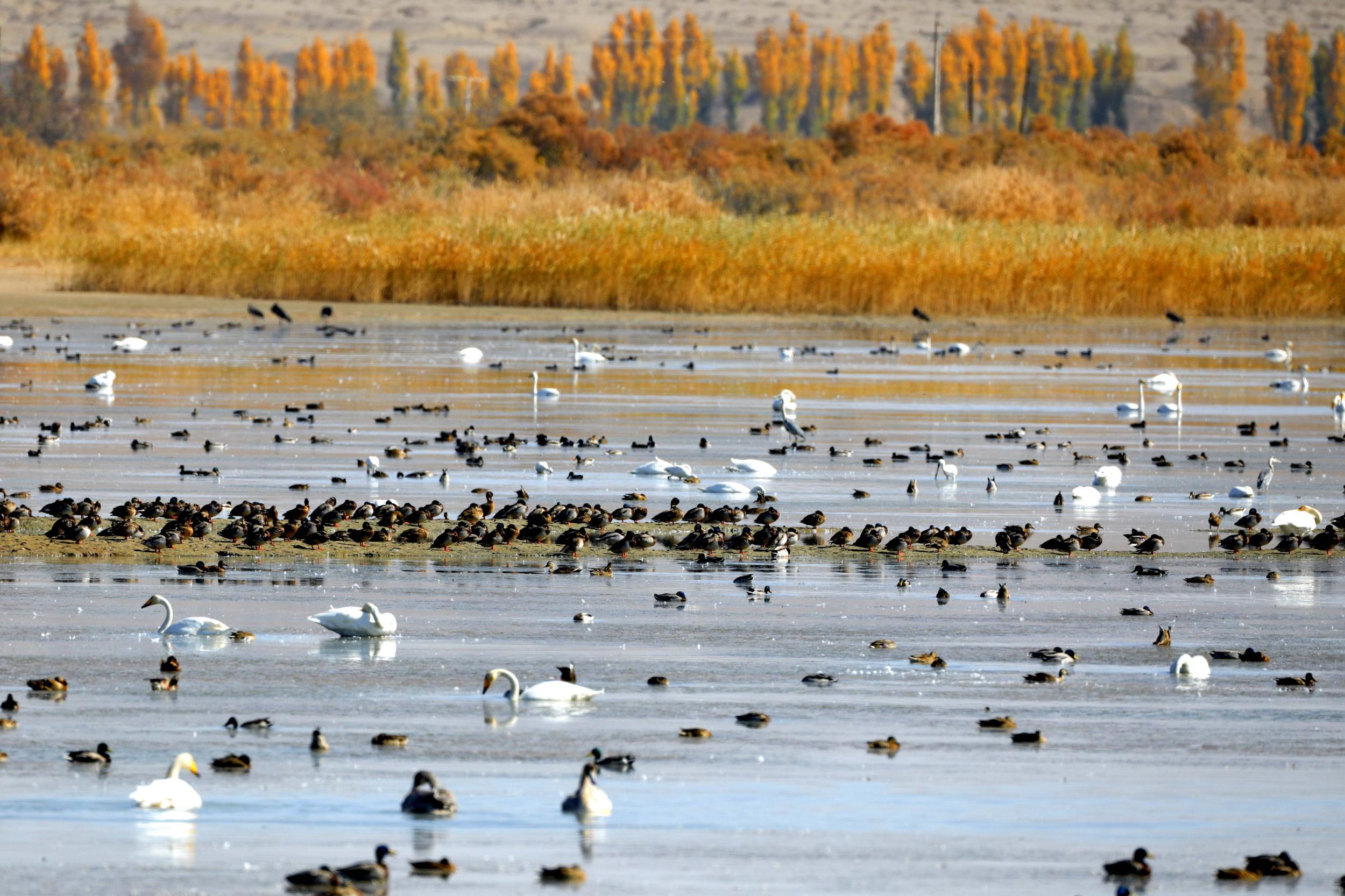 天鵝飛抵高臺(tái)縣黑河濕地嬉戲覓食、棲息越冬。尹昭霞攝