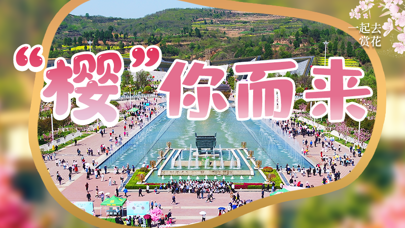 海報|春色爛漫，一組海報“云賞”櫻花盛開