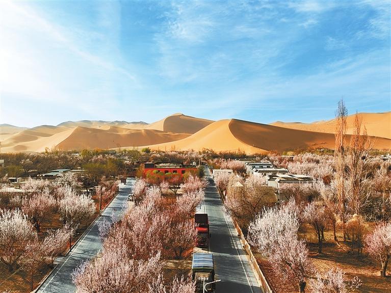 近日，敦煌鳴沙山下的李廣杏杏花陸續(xù)開放，美如畫卷。新甘肅·甘肅日報通訊員　張曉亮