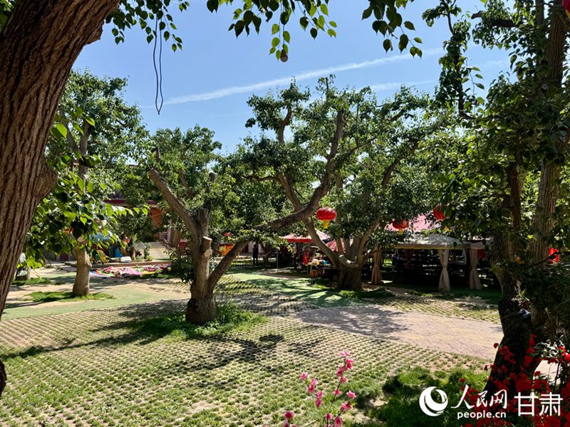 什川古梨園。人民網(wǎng)記者 焦隆攝