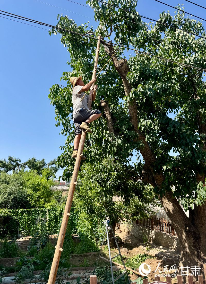 什川古梨園果農(nóng)魏至玉正踩著蜈蚣梯修剪自家的百年梨樹。人民網(wǎng)記者 焦隆攝