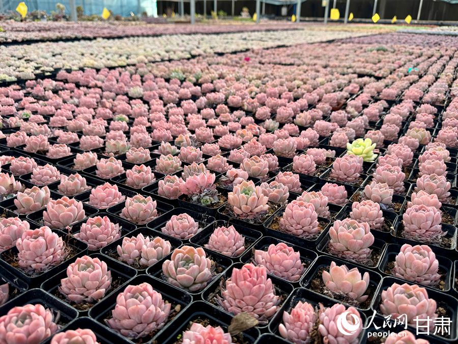 蘭州鑫源現(xiàn)代農(nóng)業(yè)休閑觀光旅游景區(qū)多肉大棚。人民網(wǎng)記者 焦隆攝