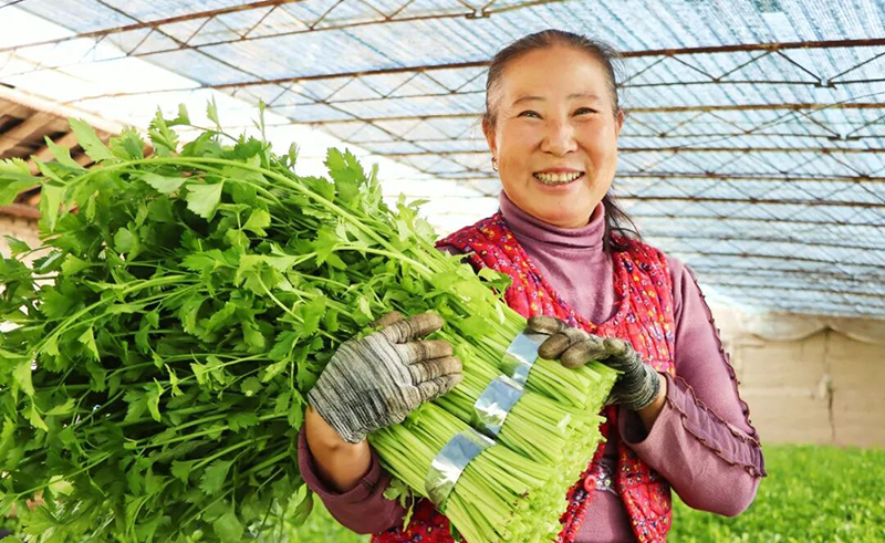 臨澤：蔬菜大棚迎豐收 “蔬”寫增收好“錢”景