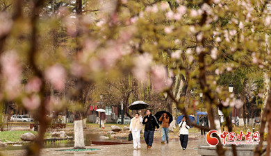 蘭州：細(xì)雨綿綿 大學(xué)校園春意濃