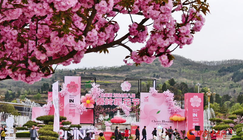 圖集｜“櫻”你而美，共赴金徽春日之約