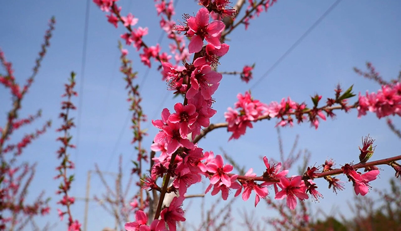 崇信：以花為媒激活鄉(xiāng)村旅游活力