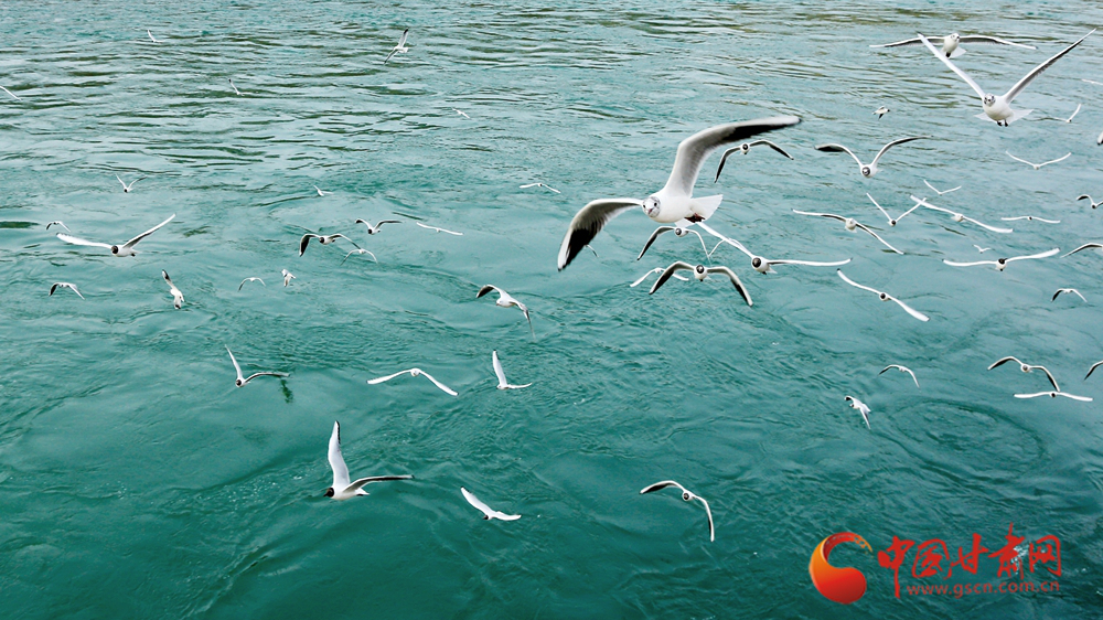 春動(dòng)隴原丨永靖：一半花鳥詩意 一半人間煙火