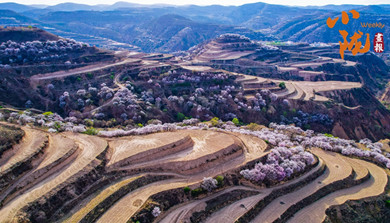 華池：黃土塬上披綠裝 山花爛漫競(jìng)芬芳